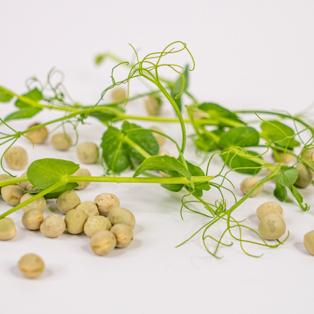 Grasak-mikrobilje-budite-zdravi-grina-3 Mikrobilje graška 50 grama - Slika 3