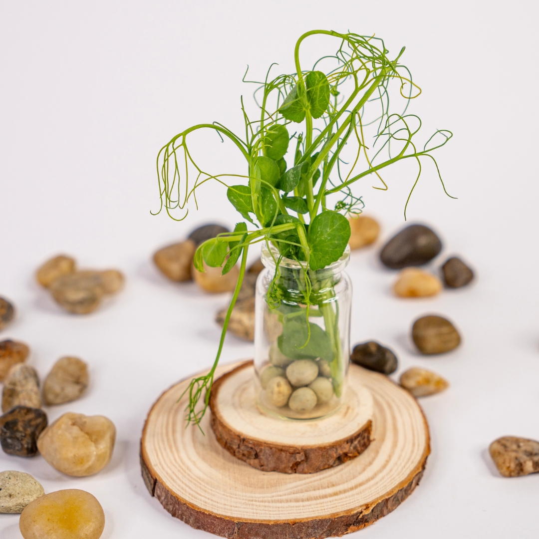 Grasak-mikrobilje-budite-zdravi-grina-4 Mikrobilje graška 50 grama - Slika 4